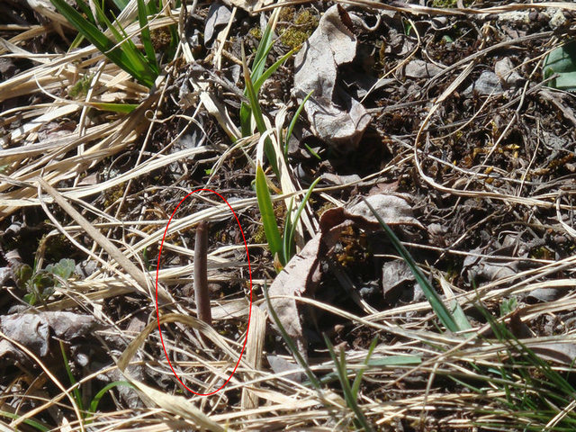 新鲜冬虫夏草图片,长在地上的新鲜虫草,通过寻找新鲜冬虫夏草的子座才能发现冬虫夏草